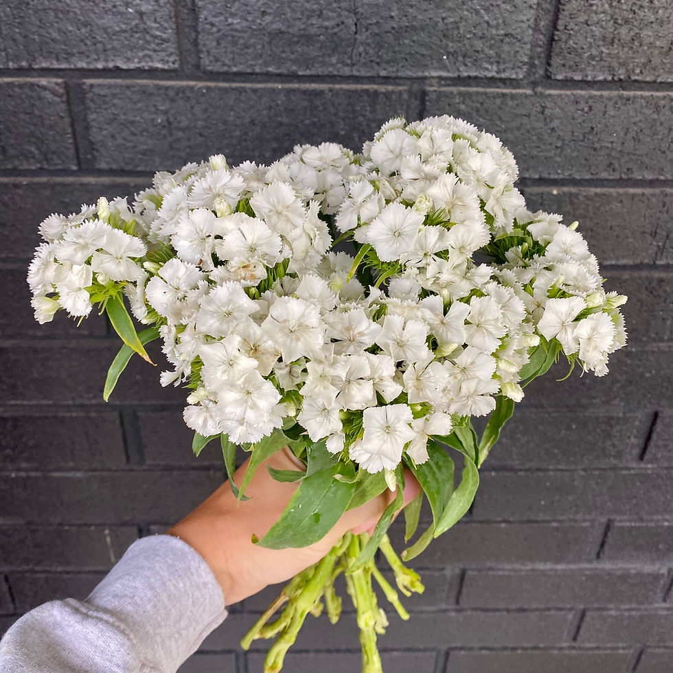 Thumbnail: Sweet William (Dianthus Barbatus 