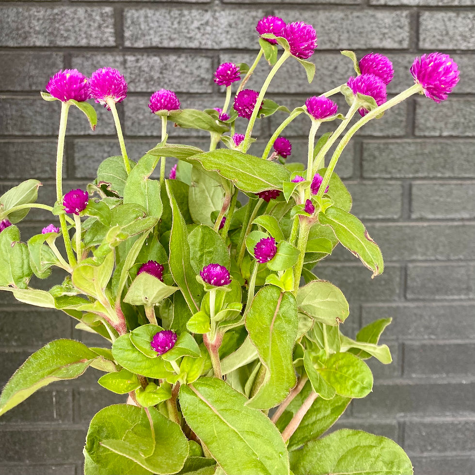 Thumbnail: Globe Amaranth 