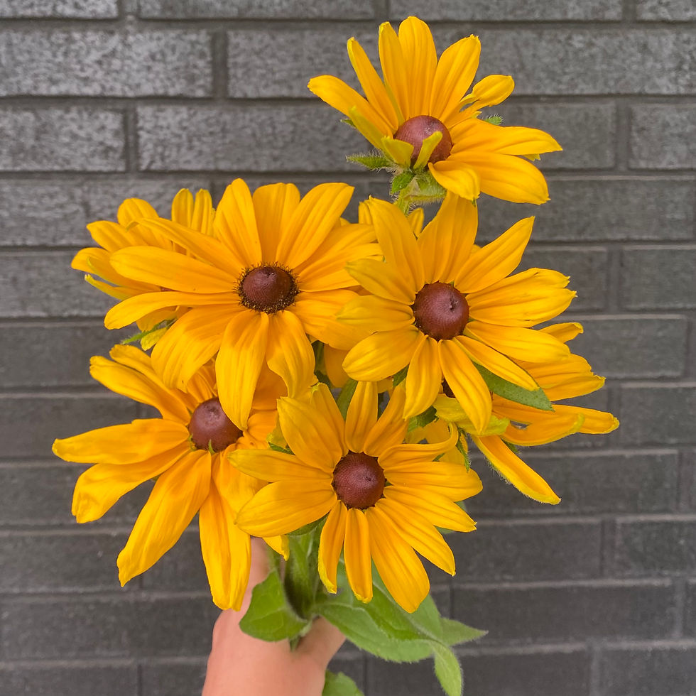 Thumbnail: Black Eyed Susan
