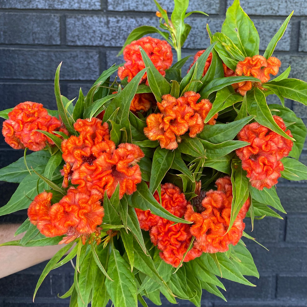 Thumbnail: Celosia