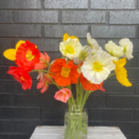 Icelandic Poppies (Papaver nudicaule)