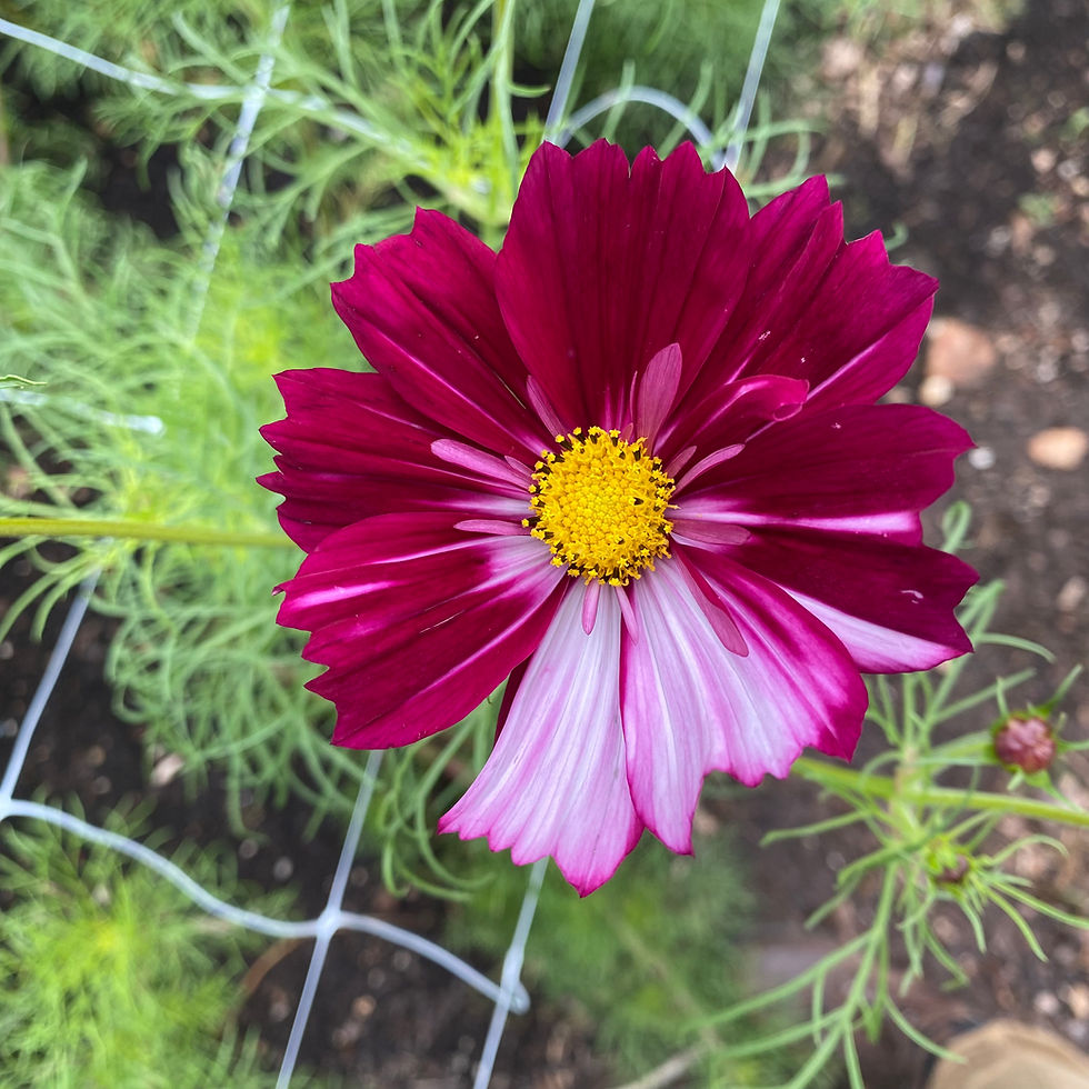 Thumbnail: Cosmos