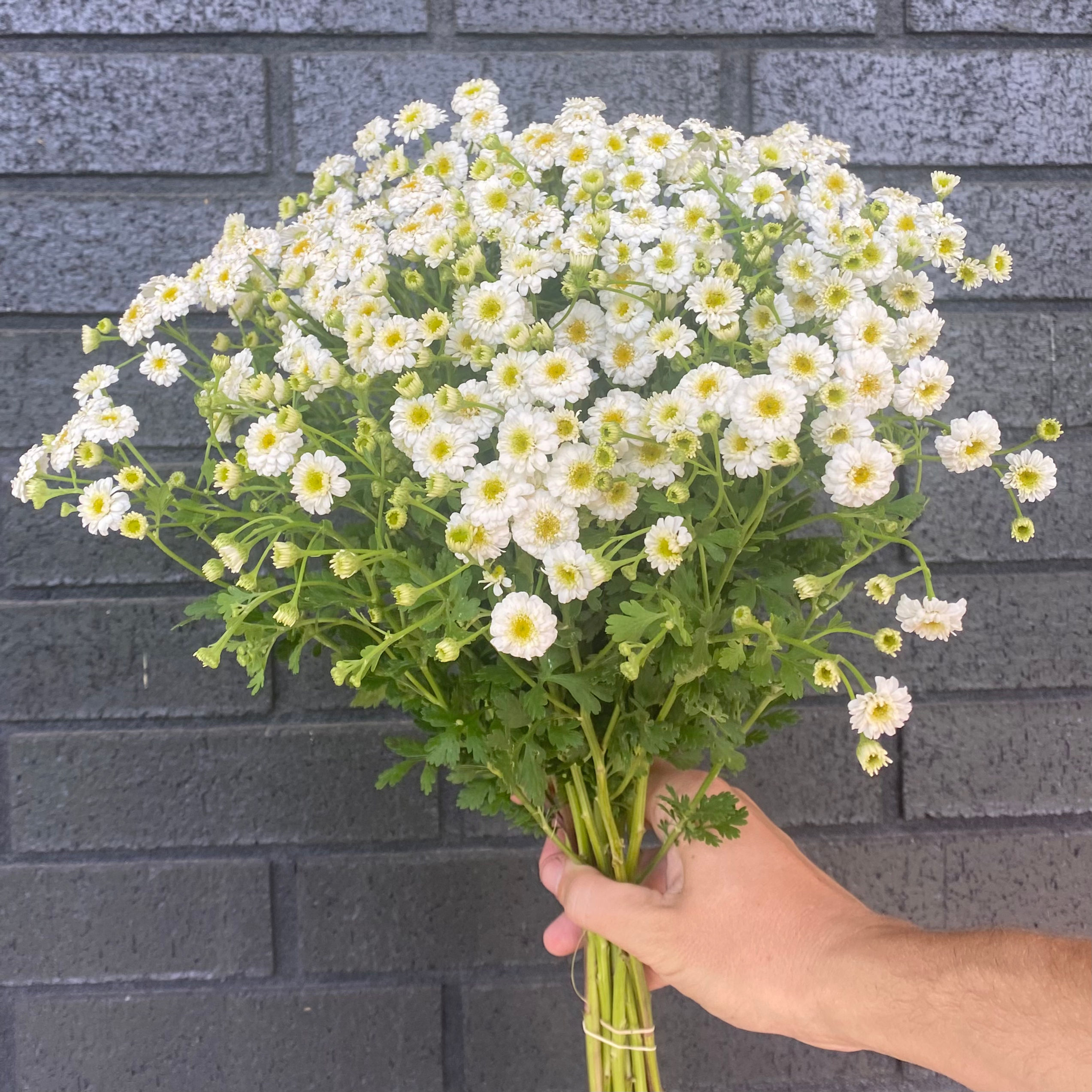 Feverfew