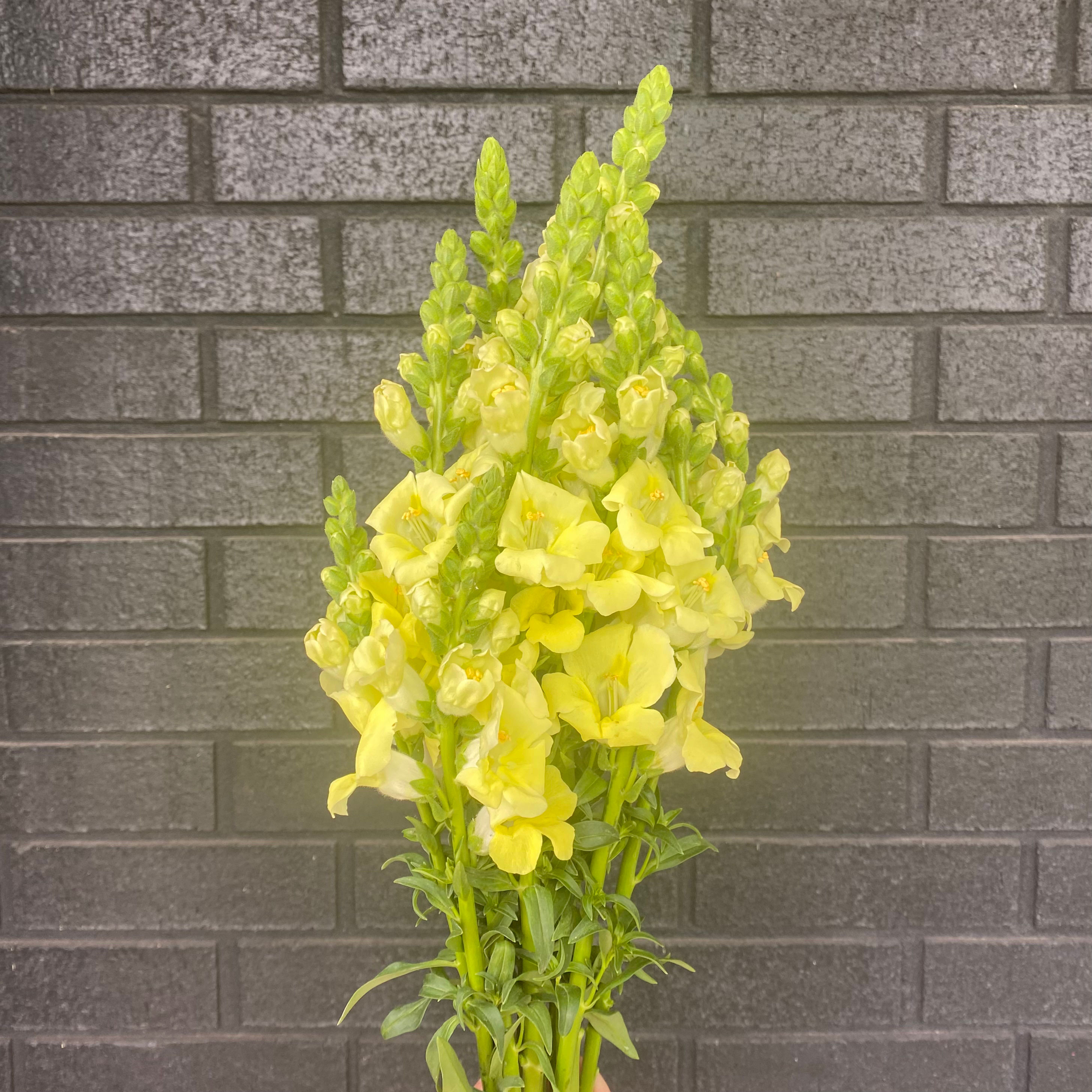 Snapdragons