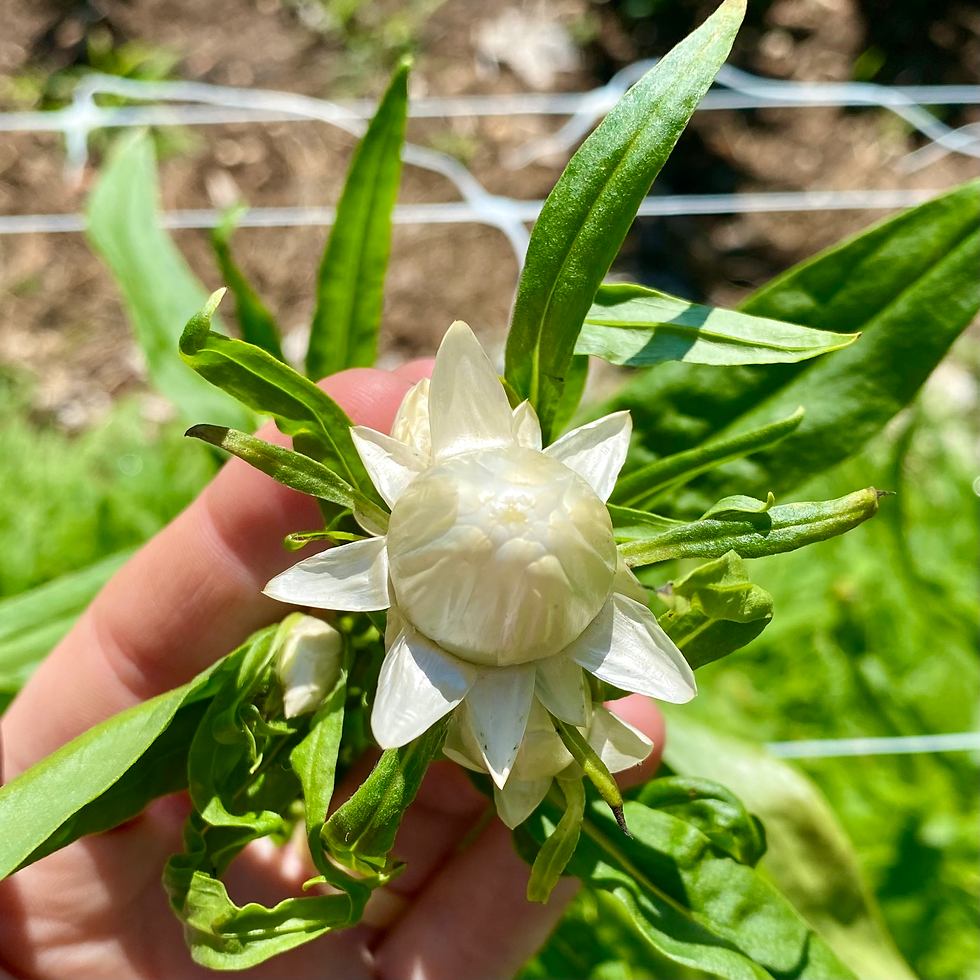 Strawflower