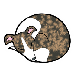 Brown_whippet