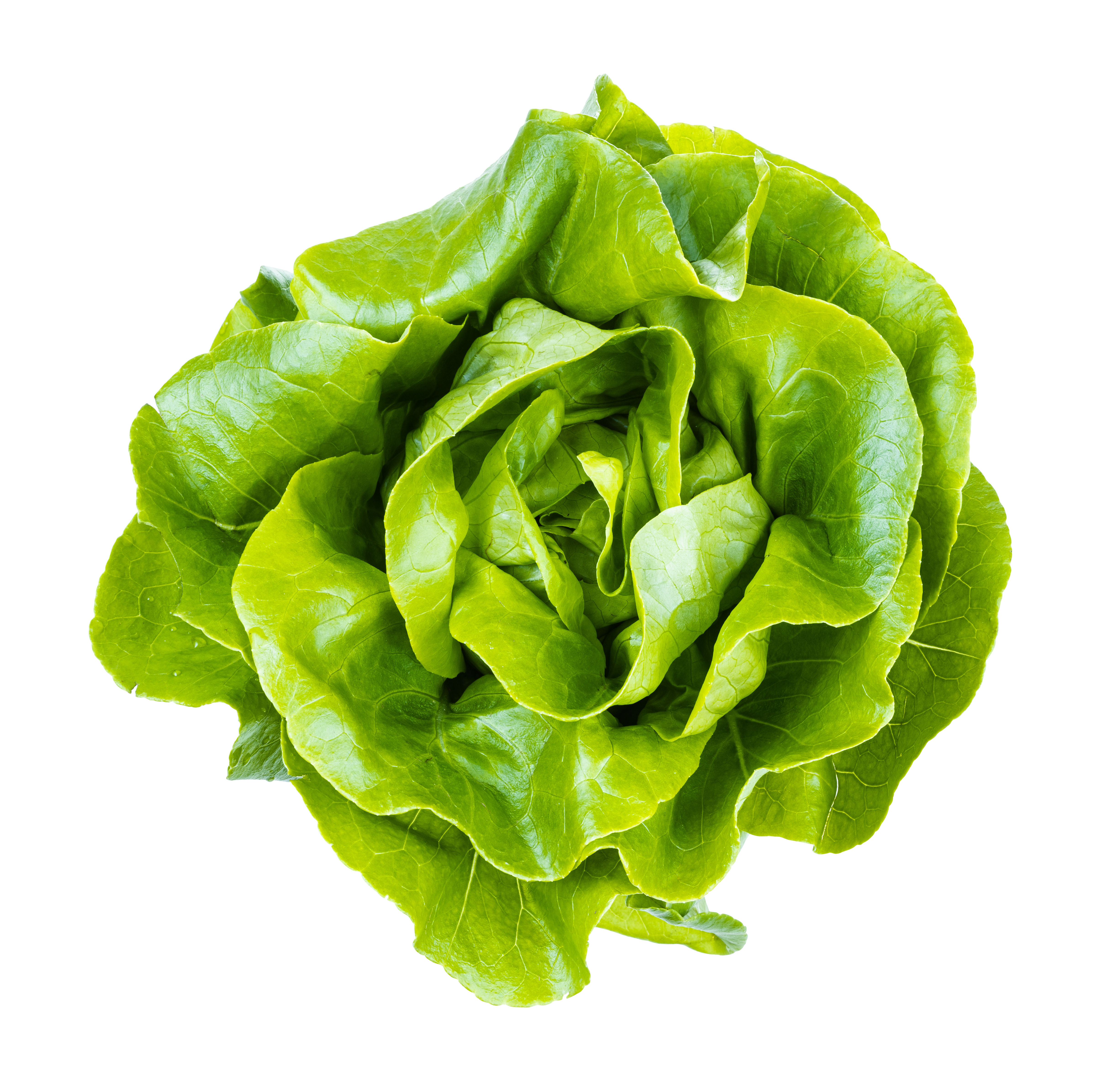 BIbb Lettuce