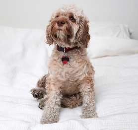 Cookapoo Dog