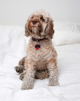 Cookapoo Dog