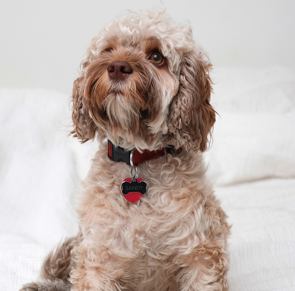 Cookapoo Dog