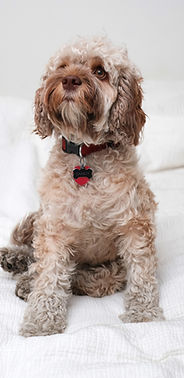 Cookapoo犬