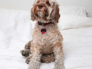 Cookapoo Hund