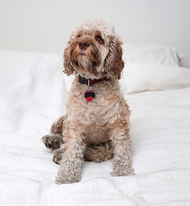 Cookapoo Dog