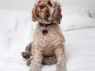 Did you know that your dog?