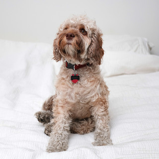 Cookapoo Dog