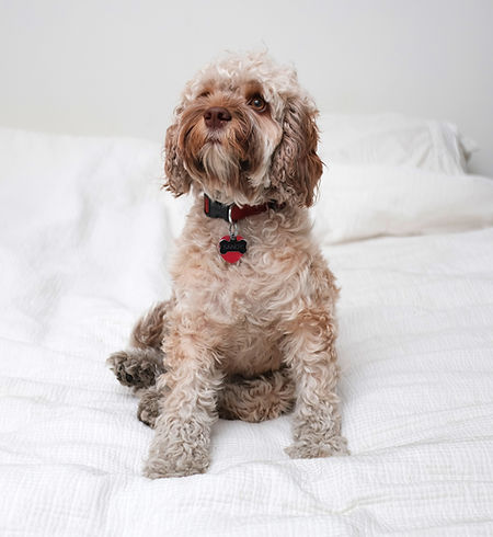 Cookapoo Dog
