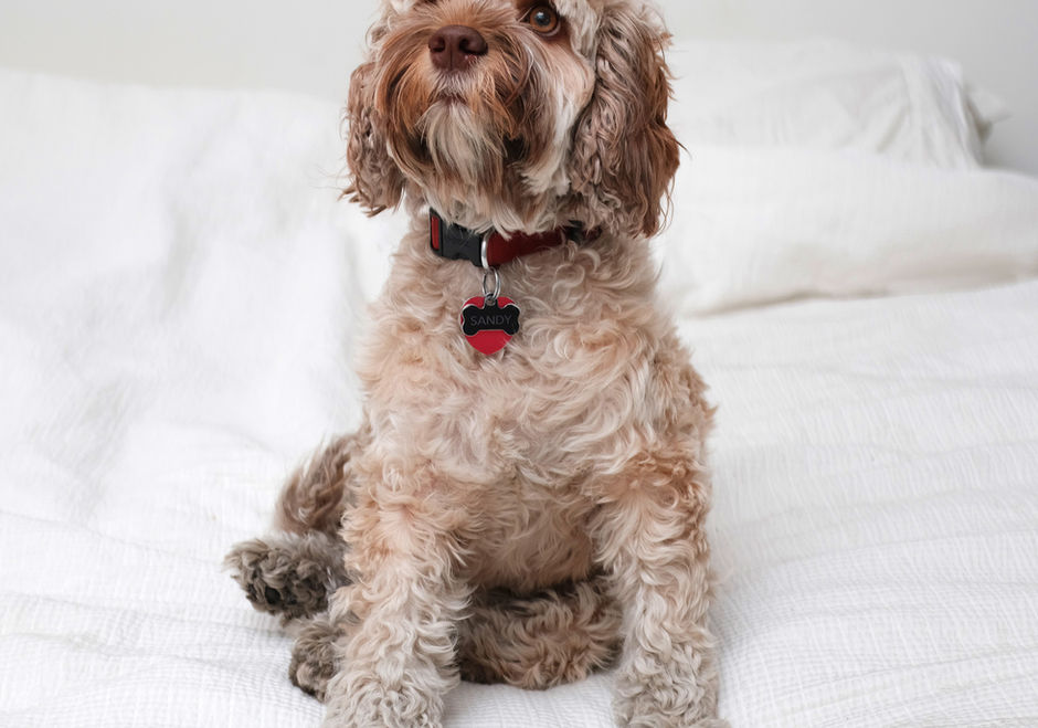 犬