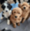 puppies.jpg