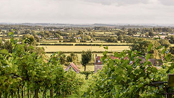 View-across-the-Somerset-Levels-from-Wraxall-Vineyard-on-a-summers-day.jpg
