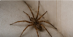 Spider near an interior wall for spider control in Quinte West