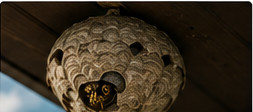 Hornet nest for hornet control in Belleville