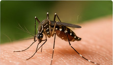 Mosquito close-up for mosquito control in Belleville