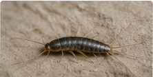 Silverfish close-up for silverfish control in Kingston