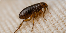 Flea close-up for flea control in Trenton homes with pets