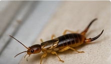 Earwig close-up for earwig control in Napanee