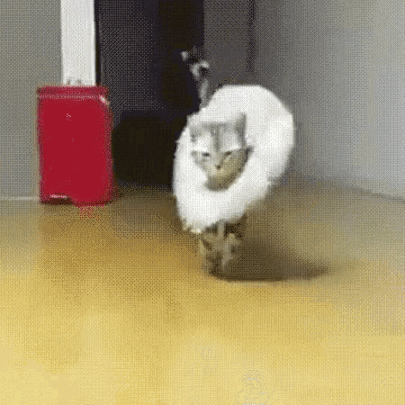 catwalk GIF.gif