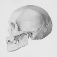 Schedel