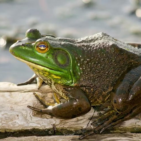 bullfrogs096.jpg.jpg