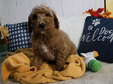 Goldendoodle