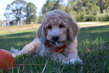 Goldendoodle