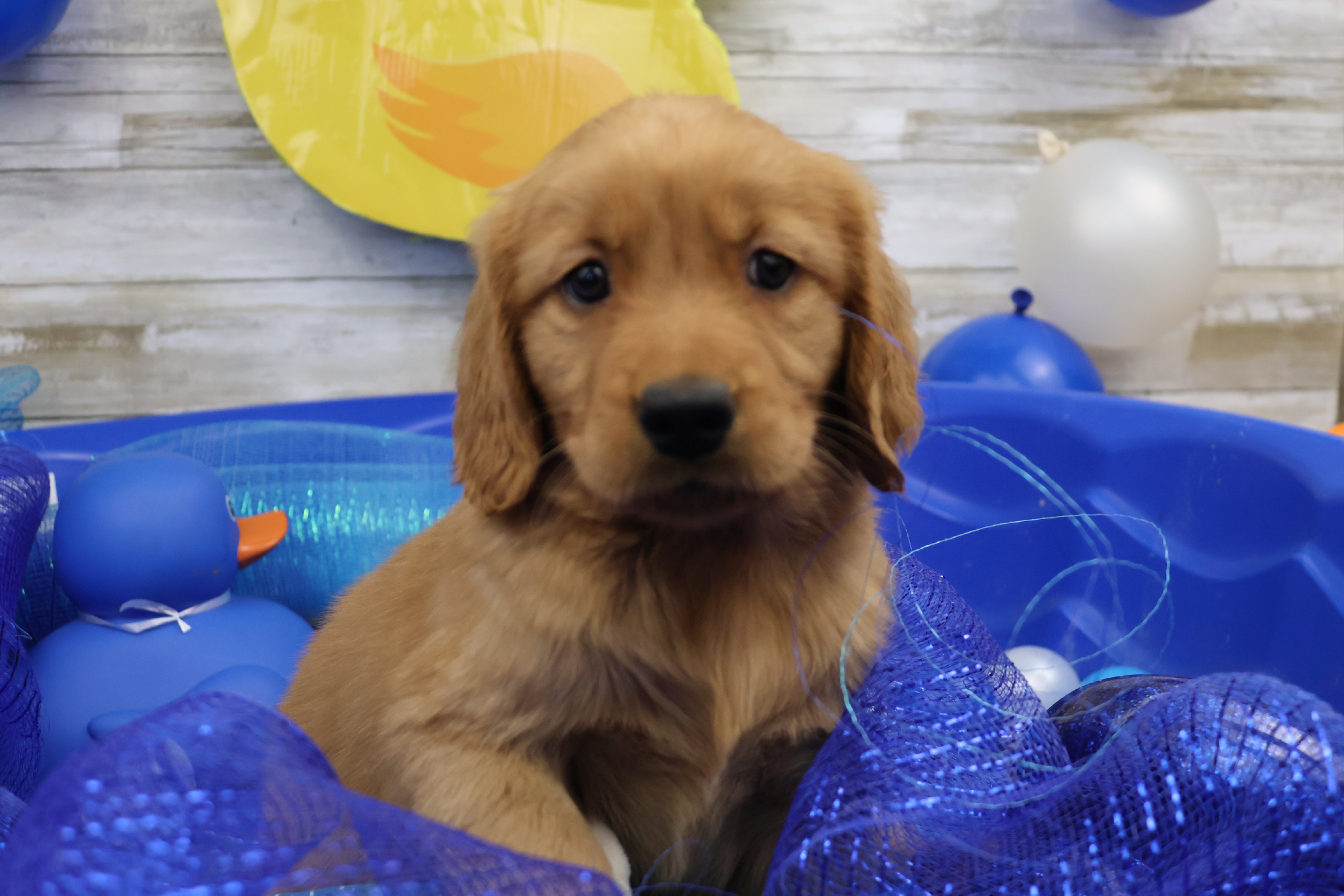 Golden Retriever & Goldendoodle Puppies | Portland, OR
