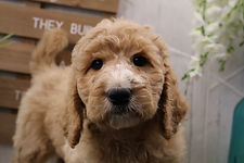Goldendoodle