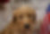 Goldendoodle