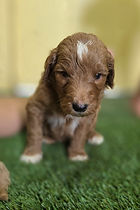 Goldendoodle