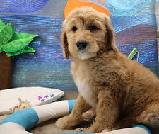 Goldendoodle