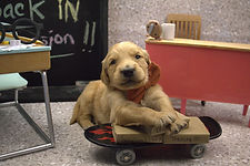 Goldendoodle