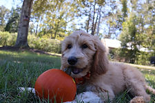 Goldendoodle