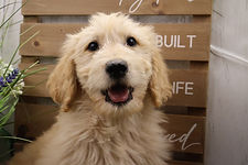 Goldendoodle