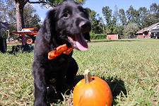 Goldendoodle