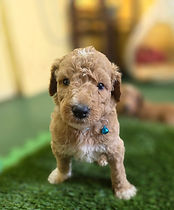 Goldendoodle