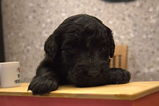 Goldendoodle