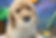 Goldendoodle