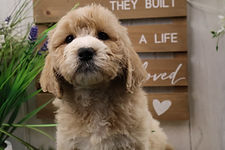 Goldendoodle