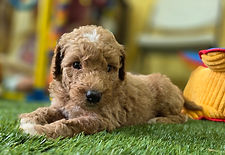 Goldendoodle