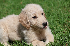 Goldendoodle