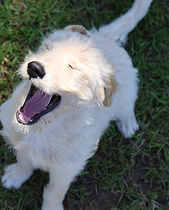 Goldendoodle
